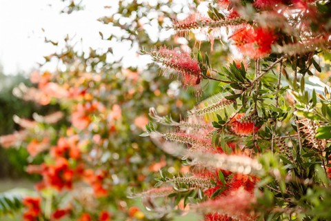 Beautiful Crimson Bottle Brush Plant in Albufeira, Algarve, Portugal, Europe