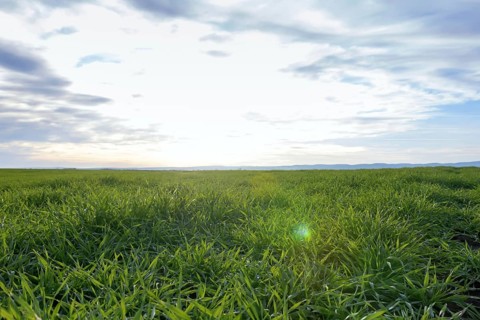 Young Wheat, Green Wheat Seedlings growing in a field