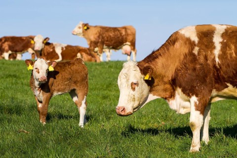 Brown and white dairy cows, calwes and bulls in pasture