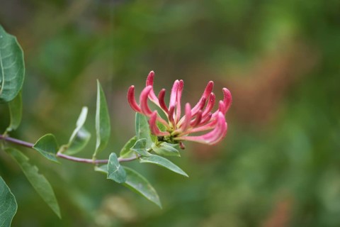 Close up of Honeysuckle, Lonicera periclymenum, flower