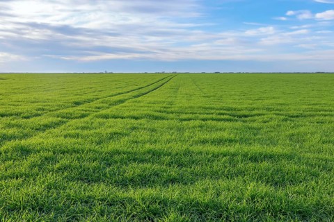 Young Wheat, Green Wheat Seedlings growing in a field