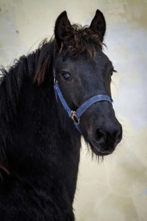 Portrait beauty foal, friesian horse stallion