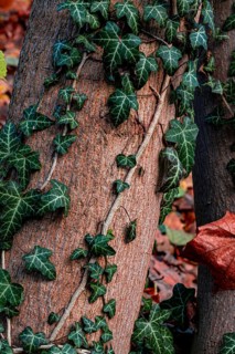 Tree overgrown with dense ivy, surrounded by autumn leaves on the ground, Jena, Thuringia, Germany,