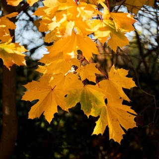 Sycamore, Acer pseudoplatanus, leaves glowing in the autumn sunshine