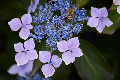 Blue Lacecap Hydrangea just beginning to flower