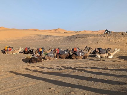 A caravan of dromedaries passing the Sahara desert in the evening, Erg Chebbi in Morocco