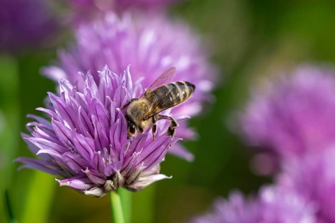 Honey bee collecting nectar from chives plant blossom. Chives are a commonly used herb for culinary