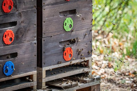 Close up of flying bees. Wooden beehive and bees
