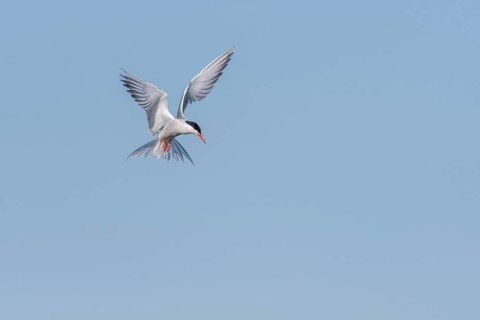 Common tern (Sterna hirundo) hovering over a marsh. Bas Rhin, Alsace, France, Europe