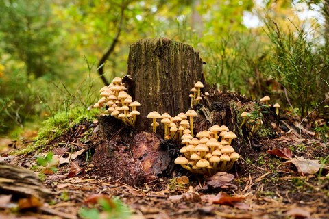 Sulphur tuft (Hypholoma fasciculare) mushrooms on an old tree trunk in a forest, Bavaria, Germany,