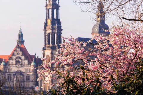 Spring on the Königsufer in Dresden