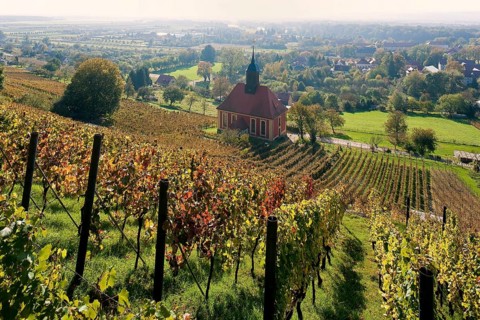 Vineyards in Dresden-Pillnitz