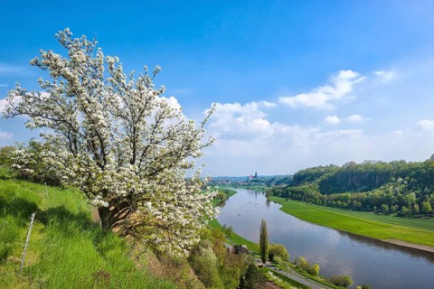 Spring in a carp tavern near Meissen