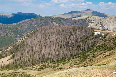 Monarch, Colorado, Trees near the continental divide on Monarch Mountain killed by the spruce bark