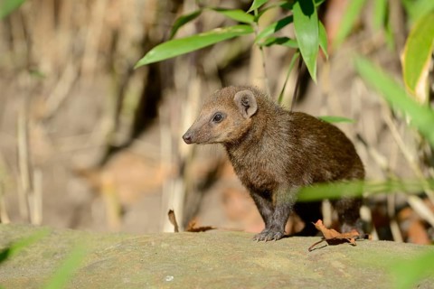 Common kusimanse (Crossarchus obscurus), juvenile, captive, occurrence in Africa