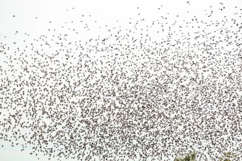 Common (Sturnus vulgaris) starlings fly together, in perfect symbiosis to protect themselves from