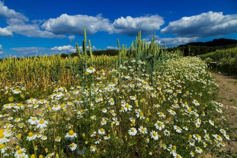 Field grassland near Gohrisch with wild daisies