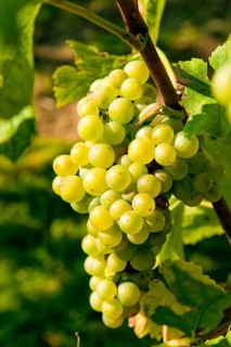 Proschwitz Winery