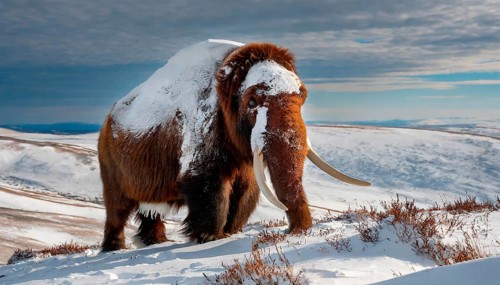 A mammoth (Mammuthus) in the prehistoric cold steppe tundra, extinct species of elephant, AI