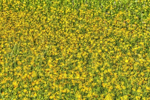 Wildflower meadow, Ranunculaceae, buttercups, oil painting, bright flowers, yellow flowers