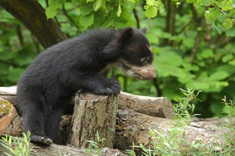 Young spectacled bear (Tremarctos ornatus), young, bears, bear, captive