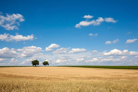 Grain field with common oat (Avena sativa), cloudy sky, Rhineland-Palatinate, Germany, Europe