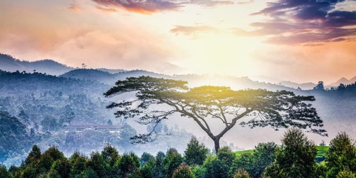 Panorama of lonely tree on sunrise in hills. Kerala, India, Asia