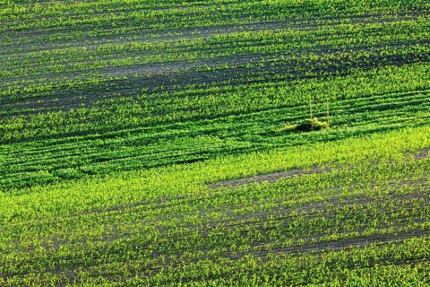 European rural wallpaper, Moravian ploughed field with furrows and sprouts, Moravia, Czech