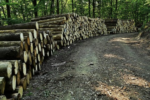 Forest in Sauerland, Germany, Europe