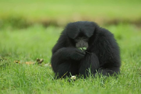Siamang (Hylobates syndactylus), sit, eat, ground, gibbons (Hylobatidae), gibbon, Hylobates, small