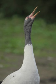 Black-necked Crane (Grus nigricollis), portrait, scream, call, black-necked crane, crane birds,