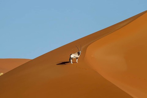 Oryx (Oryx gazella) (Gemsbok) on a dune, Taken from a hot-air balloon, Sossusvlei, Namib-Naukluft