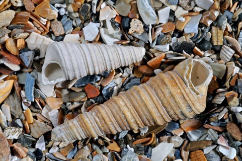 Common pelican foot, Common pelican feet, Other animals, Shells, Animals, Molluscs, Turret-shell,