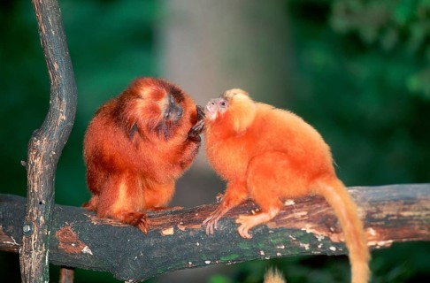 Golden Lion Tamarins, grooming (Leontopithecus rosalia rosalia)