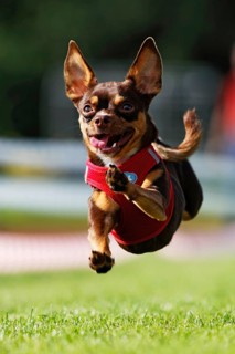 A miniature pinscher running across a meadow, Baden-Württemberg, Germany, Europe