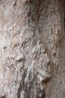 Structure, texture, relief, nature, tree, tree trunk, tree bark, art, detail
