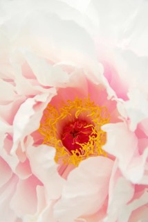 Peony 'Kaoh' (Paeonia suffruticosa), shrub peony