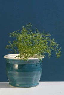 Dill (Anethum graveolens) in a pot