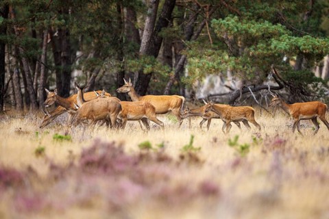 Red deer (Cervus elaphus) in the Hoge Veluwe National Park, Netherlands