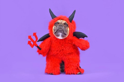 French Bulldog dog with red devil Halloween costume wearing a fluffy full body suit with fake arms