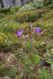Puprecht's weed, herb robert (Geranium robertianum) flowers in the tundra, Hardanger Vidda, Norway,