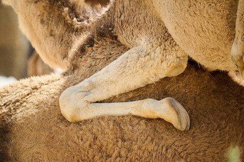 Dromedary (Camelus dromedarius), foot, detail, Spain, Europe
