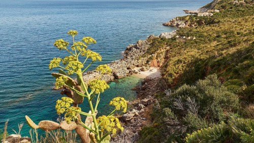 Yellow (euphorbia), small pebble beach, green bay, rocks, Zingaro, national park, nature reserve,