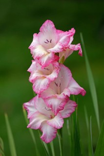 Sword lily (Gladiolus), Kiel, Schleswig-Holstein, Germany, Europe