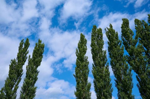 Poplar, Tree row, Sky, Clouds, Ossiach, Lake Ossiach, Carinthia, Austria, Europe