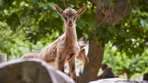 Kri-kri, endangered endemic Cretan wild goat, two small Kri-Kris, one looking directly at the