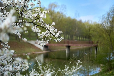 Blooming tree with white flowers on branches waiving on wind
