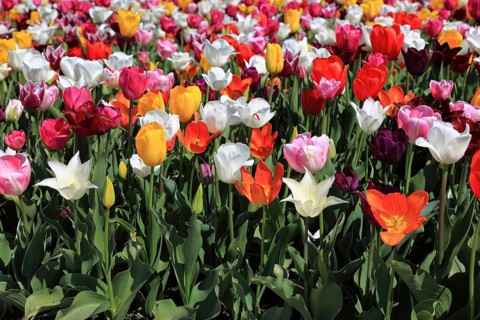 Many colourful tulips in one area