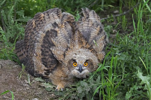 Threat display by Eurasian eagle-owl (Bubo bubo), young European eagle-owl owlet showing lowered