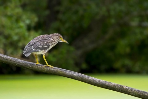 Black-crowned night-heron, black-capped night-heron (Nycticorax nycticorax) juvenile resting on